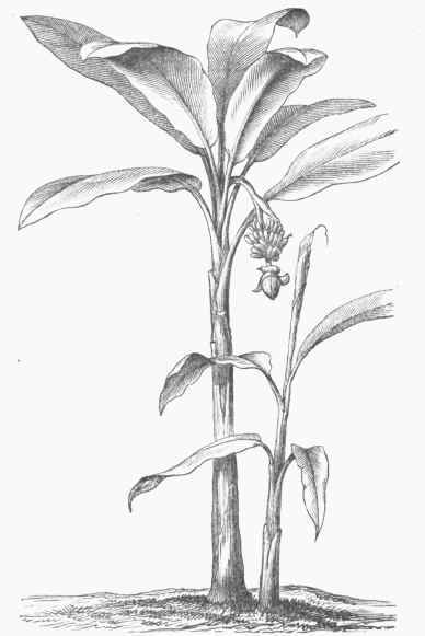 Manila Hemp Tree (Musa textilis).