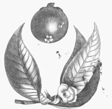 Mansrosteon (Garcinia nianpostana).