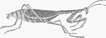 Mantis religiosa.