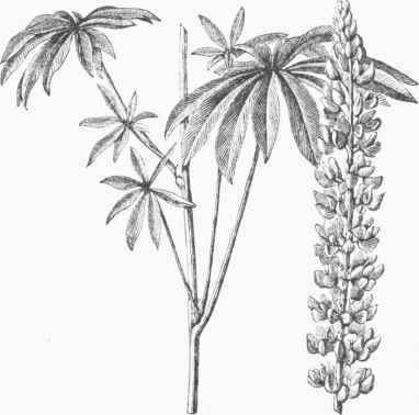 Many leaved Lupine (Lupinus polyphyllus).