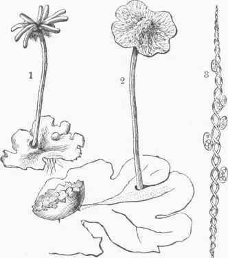 Marchantia polymorpha.   1. Female Plant. 2. Male Plant with cupule. 3. Elater and Spores.