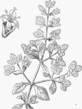 Marjoram.