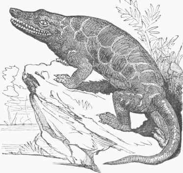 Megalosaurus (restored).