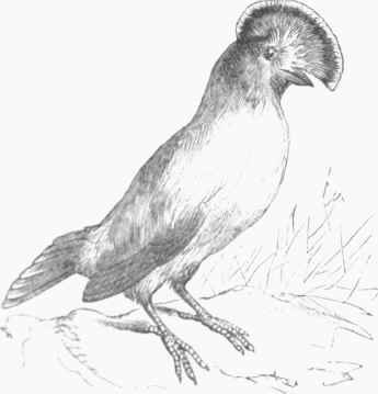 Onugo Manakin (Rupicola crocea).