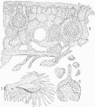 Riceia natans.   1. The Plant. 2. Magnified Section. 3. Ca lyptra and Spores.