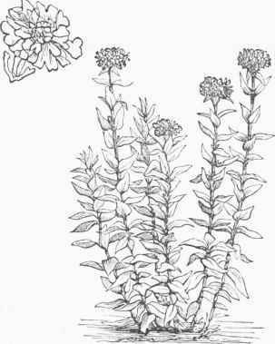 Scarlet Lychnis (L. Chalcedonica).