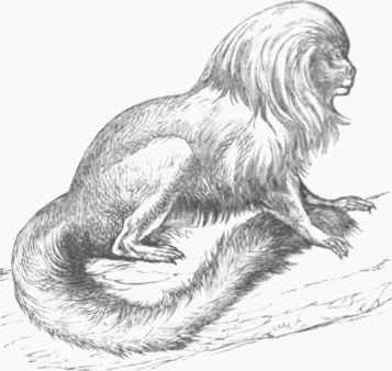 Silky Marmoset (Midas rosalia).