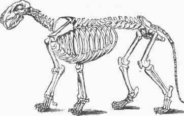 Skeleton of the Lion.