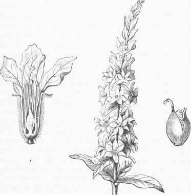Spiked Lythrum.