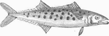 Spotted Mackerel (Cybium maculatum).
