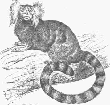 Striated Marmoset (Hapale jacchus).