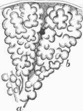 Two of the Lobules of the Human Lung