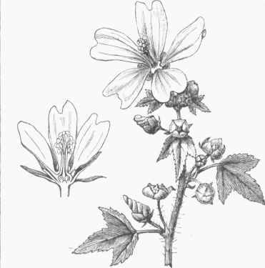 Wild Mallow (Malva sylvestris).