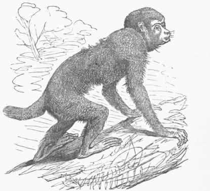 Cacajao (Pithecia melanocephala).