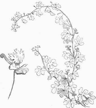 Canary Bird Flower (Tropaeolum peregrinum).