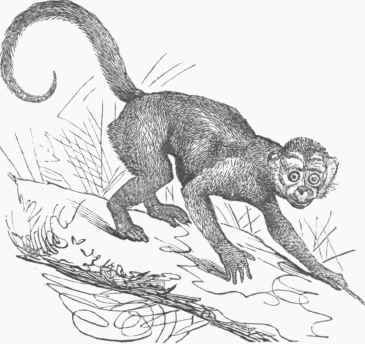 Capuchin Monkey (Cebus capucinus).