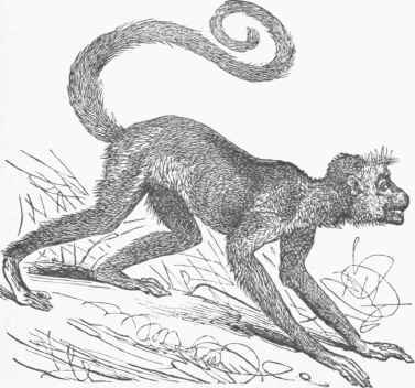 Coaita (Ateles paniscus).