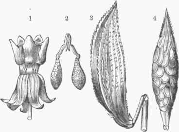 Common Milkweed (Asclepias Conrati). 1. Flower. 2. Pollen Masses. 8. Pod. 4. Seeds imbricated on the placenta.