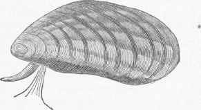 Common Salt water Mussel (Mytilus edulis).