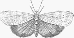 Deiopeia bella.