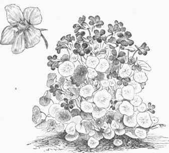 Dwarf Nasturtium (Tropa?olum minus).