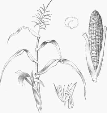Maize.