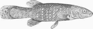 Minnow (Fundulus pisculentus).