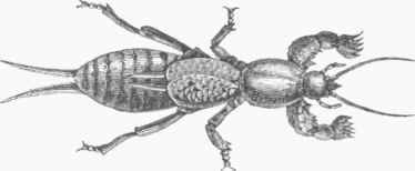 Mole Cricket (Gryllotalpa borealis).