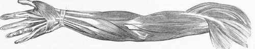 Muscles and Tendons of the Arm and Hand.