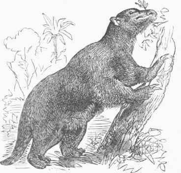 Mylodon robustus (restored).