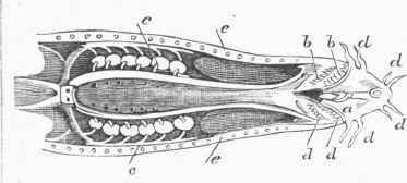 Organs of Eespiration in the Myxine.