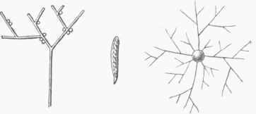 Paper Mildew (magnified).