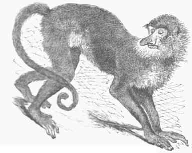 Proboscis Monkey (Naaalla larvatus).