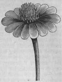 Single Zinnia (Zinnia elegans).