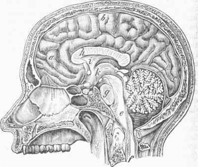 The Brain enclosed in its Membranes, and the Skull.