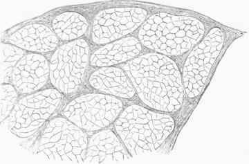 Transverse Section of a Voluntary Muscle, showing the bundles of Muscular Fibres and intervening layers of Areolar Tissue, and the external Fibrous Expansion.