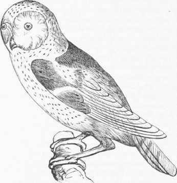 American Barn Owl (Strix pratincola).