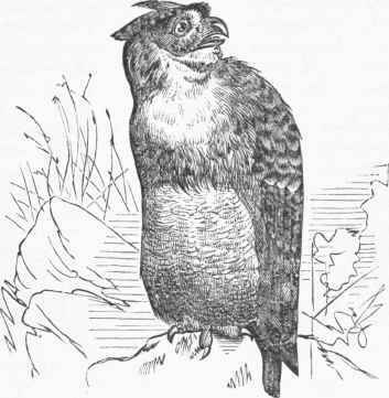 American Great Horned Owl (Bubo Virginianus).