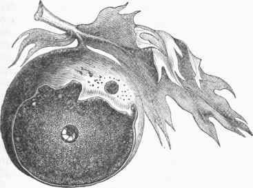 American Oak Apple, showing  internal structure, the grub in the central cell, and the hole on the side through which the perfect fly issues.