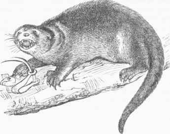 American Otter (Lutra Canadensis).