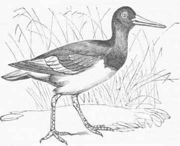 American Oyster Catcher (Haematopus palliatus).