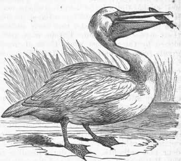 American White Pelican (Pelecanus trachyrhynchus).