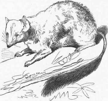 Brush tailed Phascogale (Phascogale penicillata).