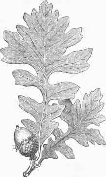 Burr or Over cup Oak (Quercus macrocarpa).