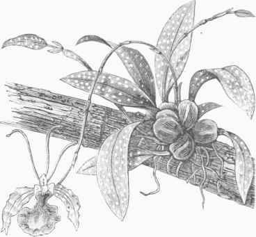 Butterfly Orchis (Oncidium papilio).