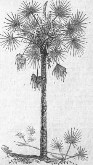 Cabbage Palmetto (Sabal palmetto).