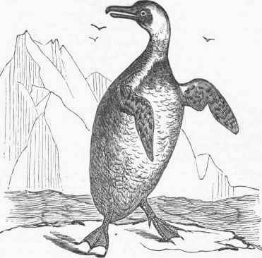 Cape Penguin (Spheniscus demersus).