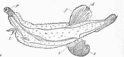 Carinaria.   p, proboscis; t, tentacles; b, branchiae; s,shell; f, foot; d, disk.