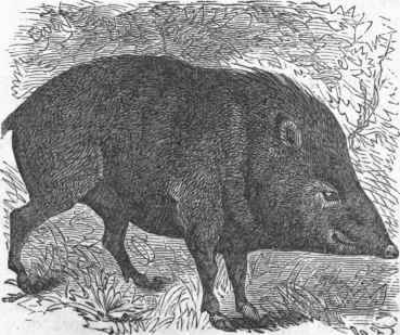 Collared Peccary (Dicotyles torquatus).