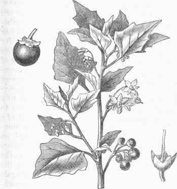 Common Nightshade (Solanum nigrum).